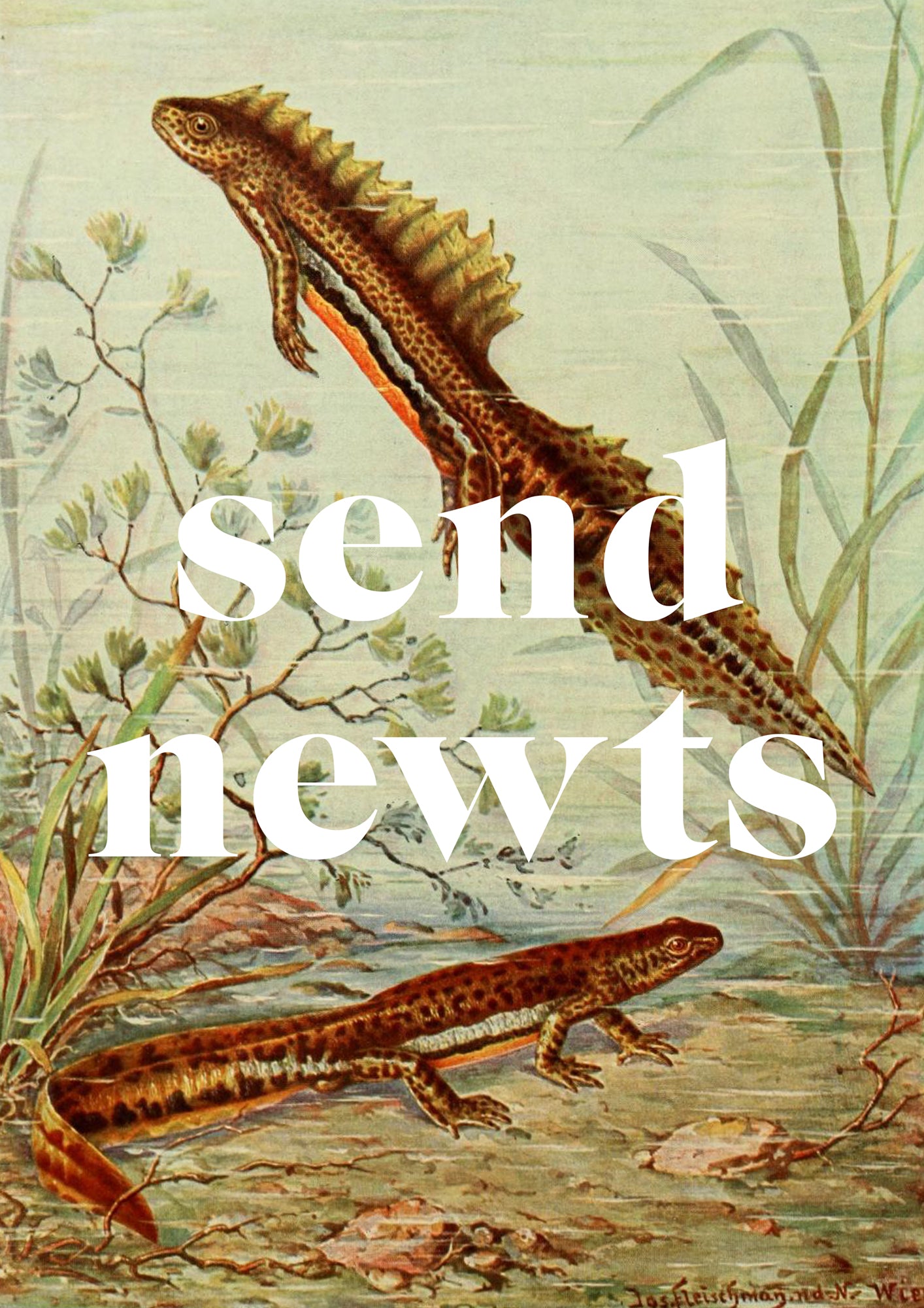 Send Newts